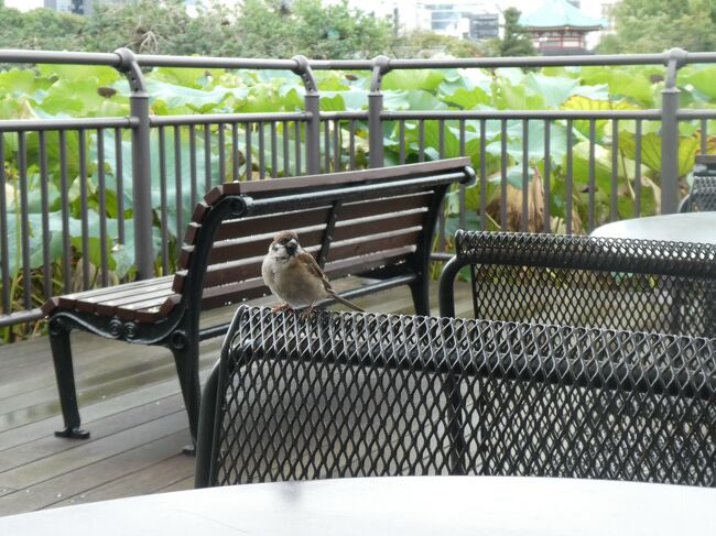 ランチしているとおこぼれを待っているスズメ。<br />スズメって警戒心が強いはずなのに、ランチ食べ始めから終わりまでZOOと待っている。生きる知恵と逞しさですね、