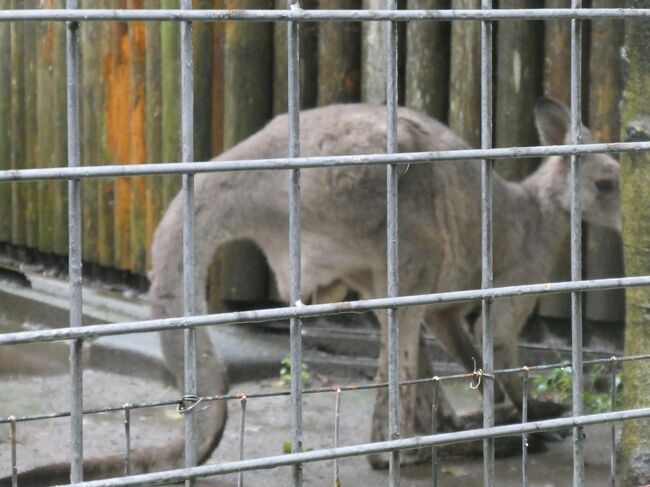 こちらは成人前かな？やや小ぶり。