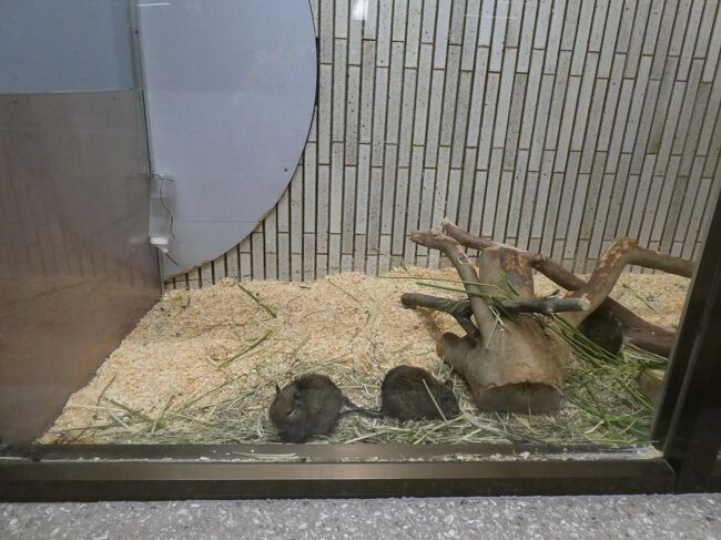 デグー。デグー科との事。鼠とかの仲間でしょうか？