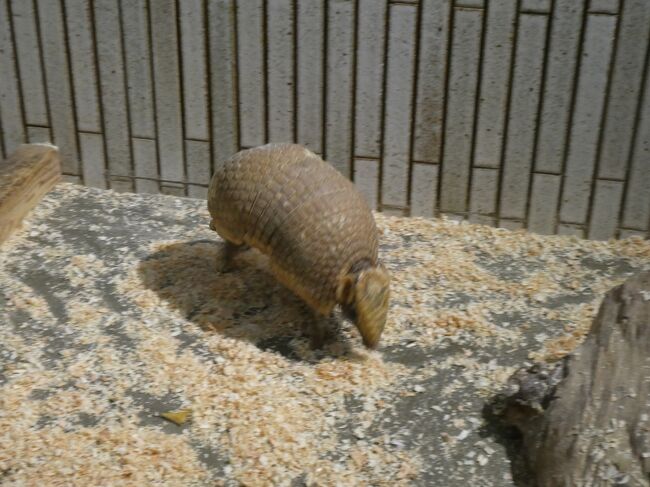マタコミツオビアルマジロ。<br />子猫位の大きさだけど、鎧を着ているような感じですね、アチコチ歩き回っていました。
