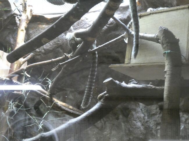 これは木での動きの長い尻尾。