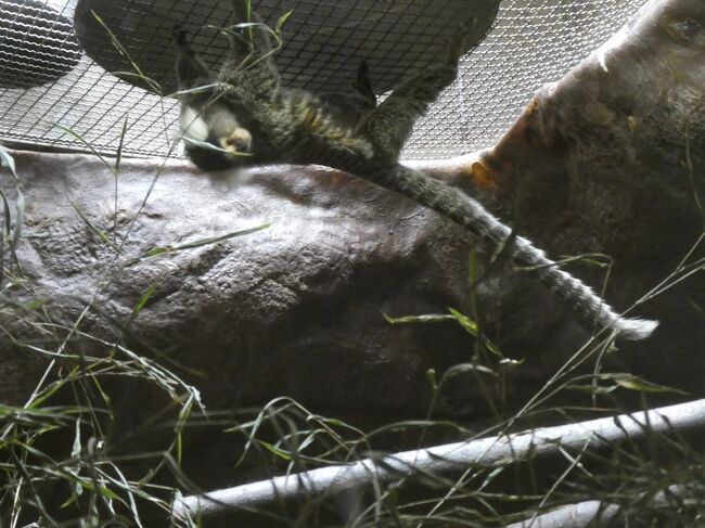 コモンマーモセット。オマキザル科。凄く長い尻尾で、上の網の部分にしがみついています。