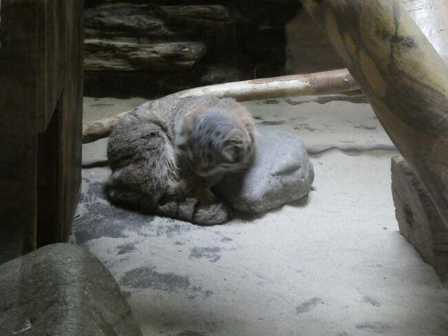 その後、左手奥にもいました。ただいま毛繕い中。
