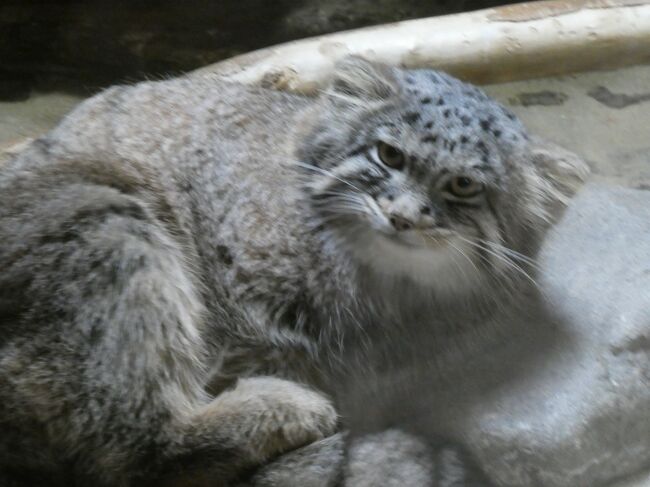 少し身体を寝かせた様子。<br />モフモフして、時々ジッと止まる様子や、家猫の様な仕草など、飽きずに眺めてしまいました。