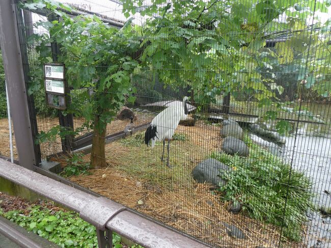 午前中だけしか時間が取れない為、先ずはマヌルネコ展示の小獣館へ。<br />丹頂鶴。鶴も種類がありますが、丹頂鶴は頭が紅いのが特徴。<br />紅い部分は肉瘤で興奮すると膨らむそうです。一羽だけでした。