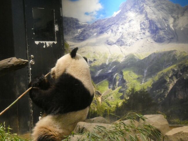 ランチの後はパンダ館へ。平日でも列に並んで待ち時間有。ある程度の人数を纏めて、時間単位で観賞します。