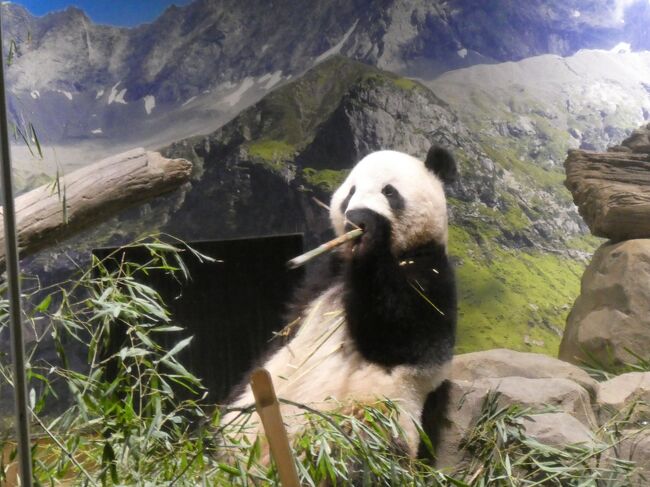 観客を気にする事無く、食べ続けてくれました。