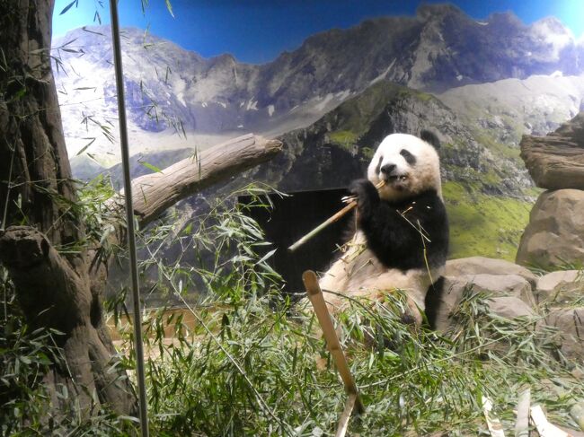 奥歯で嚙み切っていますね。この奥歯で齧る仕草は猫がカリカリを食べる時もしますよね。ジャイアントパンダは漢字表記で「大熊猫」