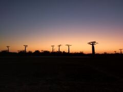 夜明け。
サンセットのバオバブよりも、早朝のバオバブの方がお勧めです。なぜなら、観光客が全然いないから。静か。私たちの他に、1組のカップルがいただけ。