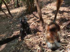 レミュールパークへ。