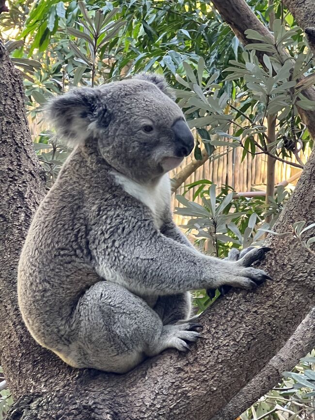 タロンガ動物園のアニマルビュールームはすごい』シドニー