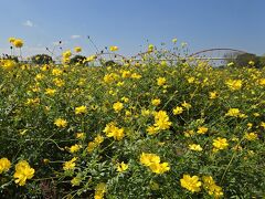 最初に目に飛び込んできたのはキバナコスモスのレモンブライトで、ちょうど見頃で綺麗ですね