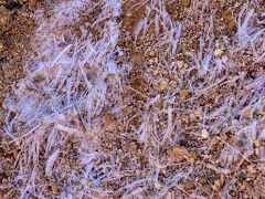 続いて、富士見岳を目指します(^^)

登頂中に見つけた霜？氷？