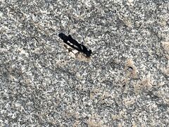 20分ほど走ってやってきたのはエレプニ遺跡。
小さな灰色のバッタが無数に飛んでいました。