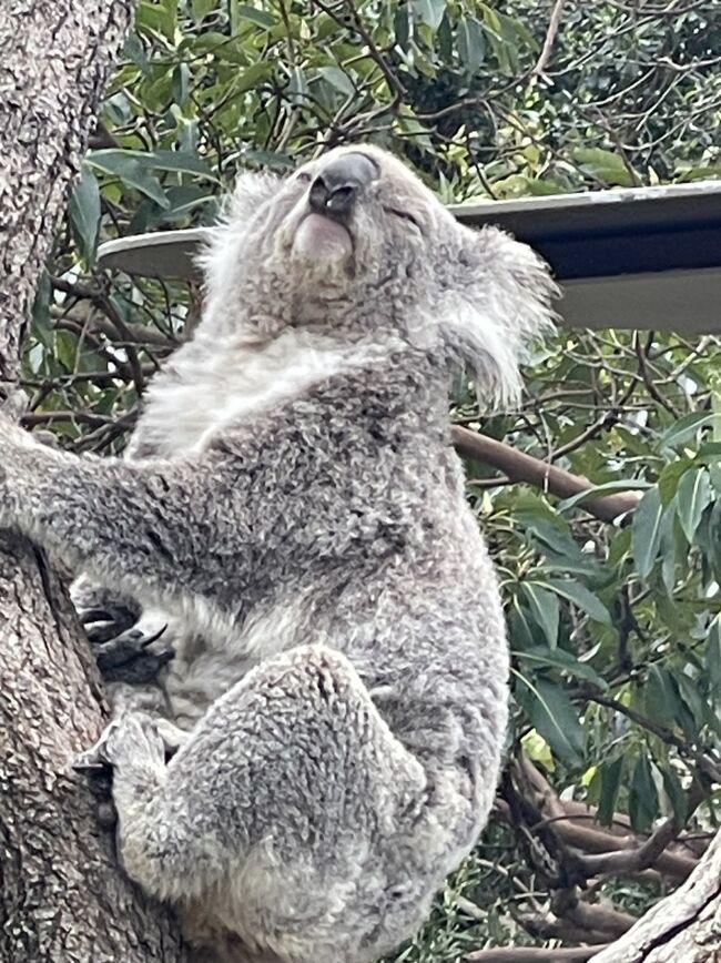 入手困難】パンフレット オーストラリア タロンガ動物園 シドニー