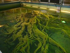 お隣の魚津埋没林博物館へ
今回行きたかった場所・・

埋没林とは、文字どおり“埋もれた林”のことです。
火山や地滑りなとなど、海面上昇で数千年前の原生林だそうです

地球のロマンが感じられます
水中展示　