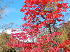 見事な紅葉です。湯の湖畔です。