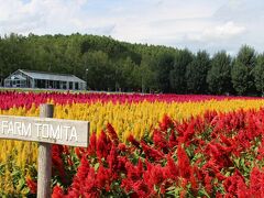 ファーム富田
直前に電話で問い合わせしたら、ラベンダーは終わっているものの
他の花々は咲いていますということで、期待通りの光景が見られました♪