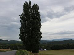 また妹の希望を聞いて、ケンとメリーの木に行きました。