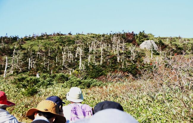 “アオモリトドマツ”（オオシラビソ）の樹林帯に向かって、、、