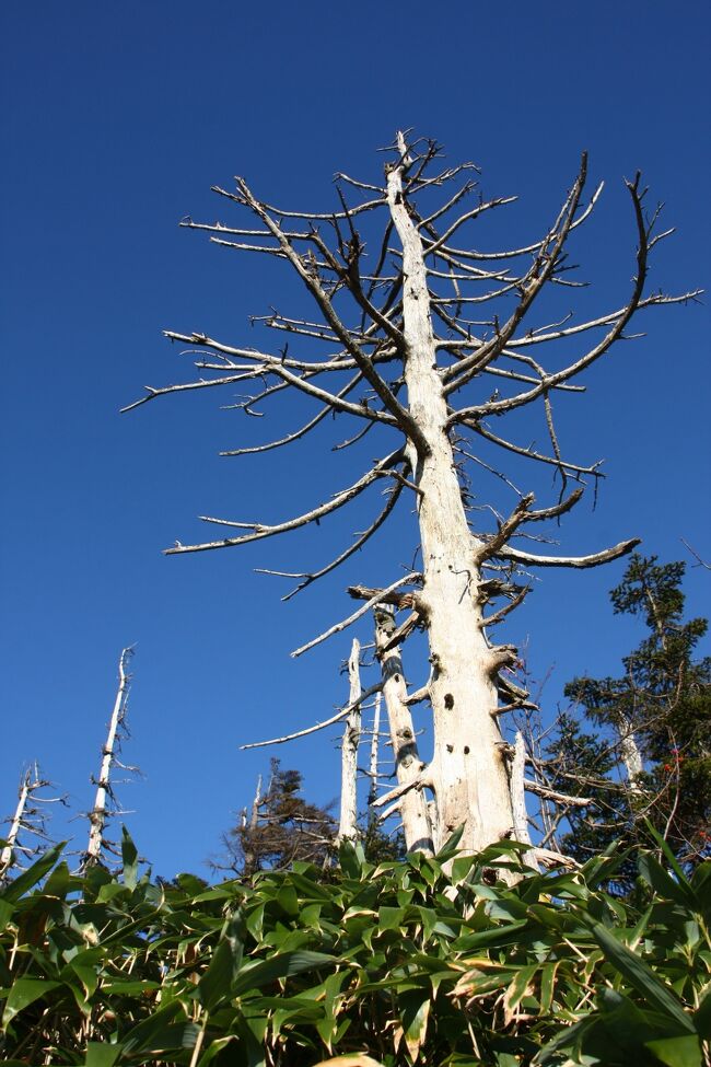”アオモリトドマツ”の灌木