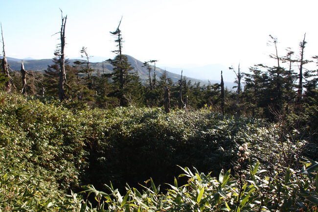 真ん中の黒ずんだ所は深い地糖です、、、