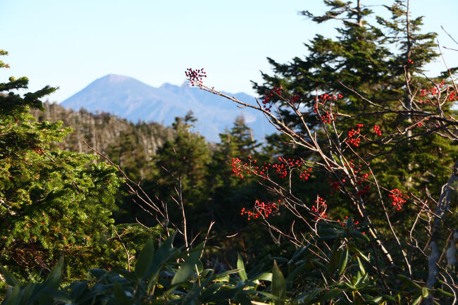 ”ナナカマド”の実が、、、