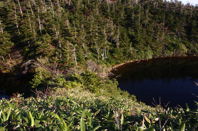 メガネの中心（鼻）部