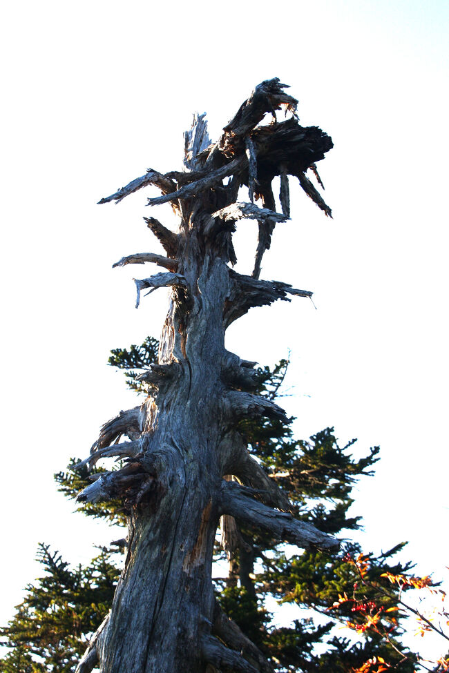 枯れても腐るな！！・・・人間も同じ！！！