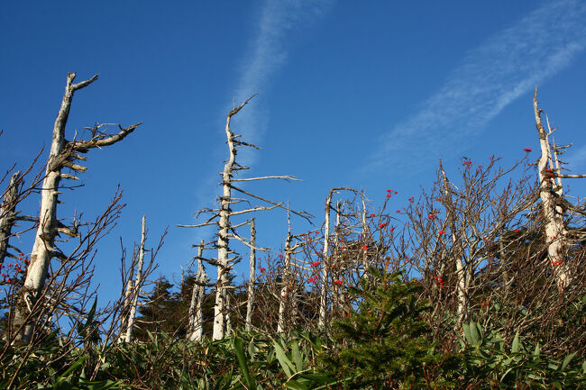 “エゾマツ”の灌木帯