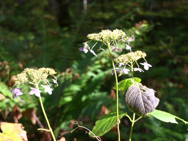 咲き納め、、“ガクアジサイ”