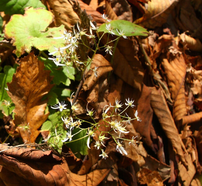 ”ダイモンジソウ”