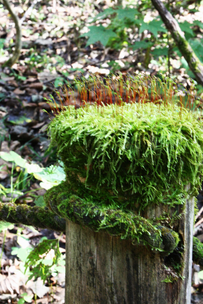 苔むした防護柵