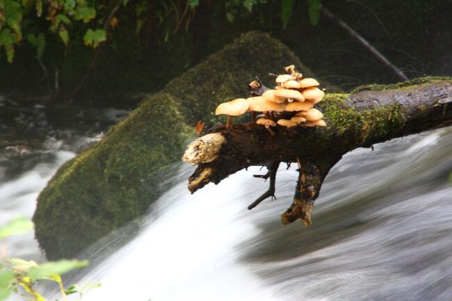 秋ですね～！うまそうな!!!