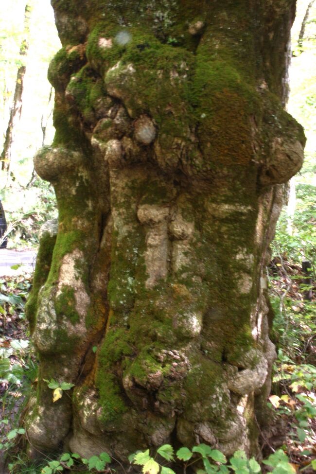 年輪を感じる、、、”ブナ”の幹