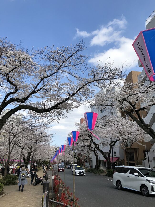 文京桜祭り　播磨坂<br />この辺りのマンションを買う　夢か！<br />
