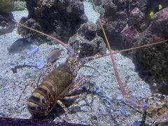 その後は、ケアンズ水族館へ。