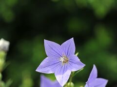 　キキョウは境内に並ぶ多数の石仏や石塔を供養するために育てているという。６月下旬から７月にかけて石仏や五輪塔に寄り添うように咲く。