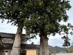 駅の横にある美女杉
この杉には２つの伝説があるそうです

ひとつは女人禁制だった立山に尼僧が立ち入ろうとしたところこの杉に変えられてしまったというもの

もうひとつは立山を開山したといわれる佐伯有頼の許婚がこの杉に有頼との再会を祈ったところ願いが叶い二人はのちに結ばれたというもの

今は恋愛成就のパワースポットになっているそうです