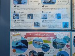 そう、ここです！
普段お目にかかれないシャチを見に来ました。
名古屋なかなか来ないのでこういう時に見ておかないと。