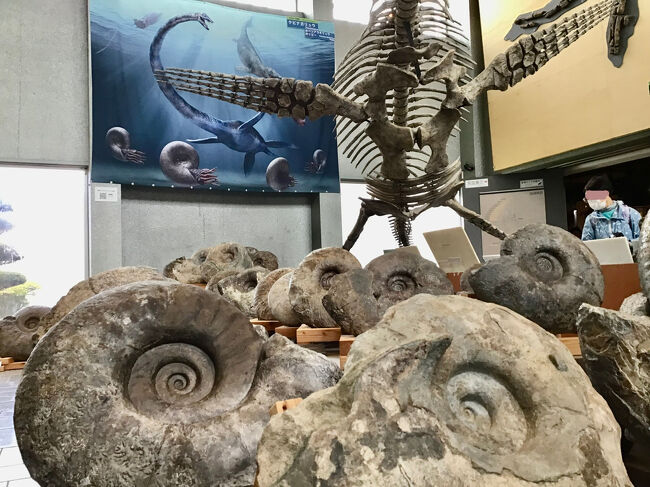 化石　骨格　標本　アンモナイト　穂別産 化石骨格標本アンモナイト穂別産