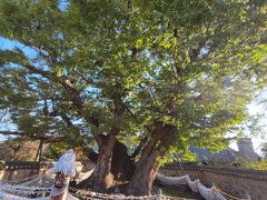 三神堂 御神木
世界平和を祈願してきた