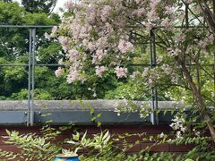 ライラックの香りに包まれて
おはようビールから始まる朝

昨日1本飲み残した分^^;

今日は帰る日
機内持込の保安検査が面倒なので
体内持込にしちゃおう( ´艸｀)