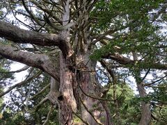 樹齢千年以上の天然記念物の虫川の大スギ。
高さ30m、幹周10m超で写真に収まらない。御神木です。
