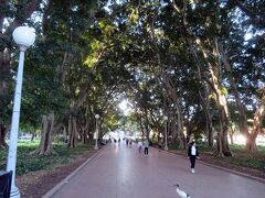 そのまま歩き進むと、大きな公園が。
都会の真ん中みたいな場所にあるのに、驚くほど大きな木の並木。
シドニーって気候が落ち着いてる場所なんだなぁ、というのが分かる。