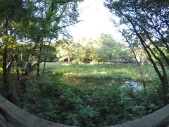 石神井公園 水辺観察園