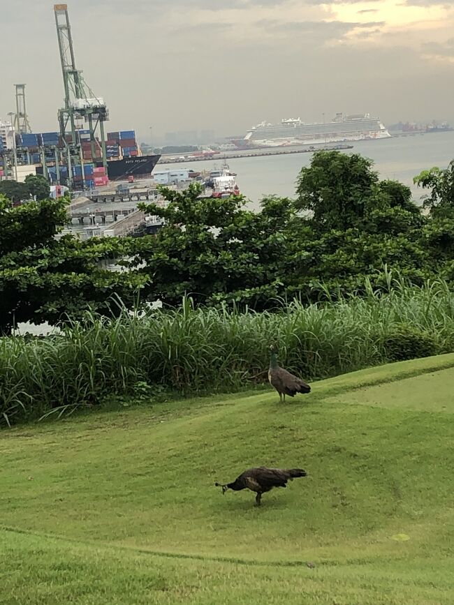 コースは難しいが、一緒にプレーしたシンガポール人の小学校時代の同級生の皆様がわたしより５歳上なのに、また、大金持ちなのに、全く気負いがない。ある方は「東京の銀座に自分の会社の支店があるが家賃を払っているだけ」、ある方は「１年のうち、362日はセントーサかSICC（Singapore Island CC）でゴルフする。９ホールの時もあるが」。皆様、余裕。わたしもいつかこう言いたい（が、無理）。そもそも、皆さん車は一台数千万円、セントーサ・SICCのそれぞれ数千万円の会員権を両方とも保有して、お互いのプレーには干渉せず、ミスショットにも動じず。わたしはそういった方々に囲まれてなんなんだ？幸せだと思おうという気持ち。