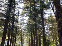 松の並木道も良いね。