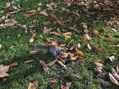 朝食を食べてから散歩。Green Parkにはリスもいました
