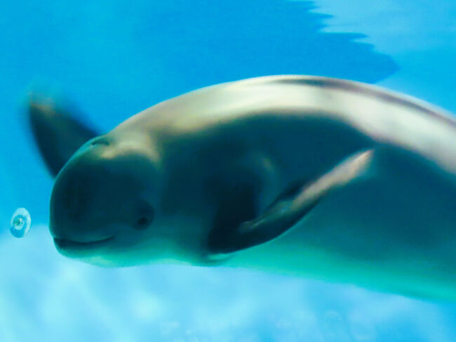 下関-3 海響館b スナメリ 発声/泡噴出ワザあり ☆クジラ全身骨格
